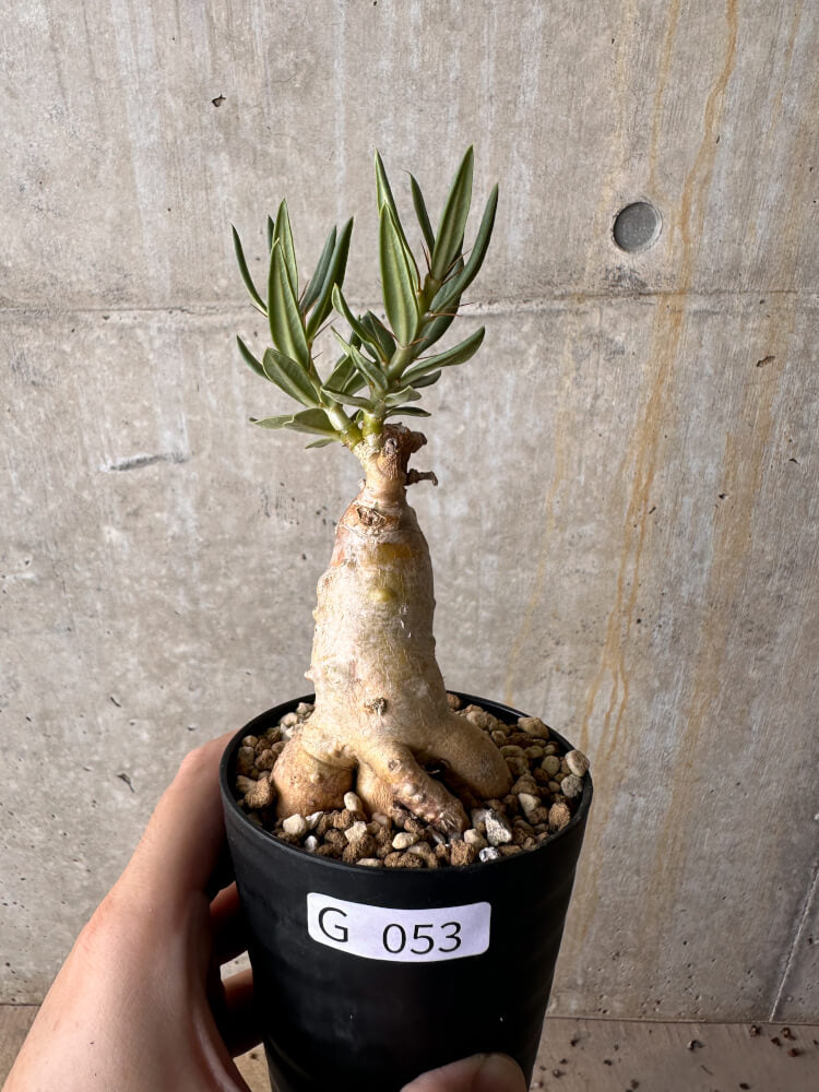 現品限り】パキポディウム・ビスピノーサム【G53】 Pachypodium