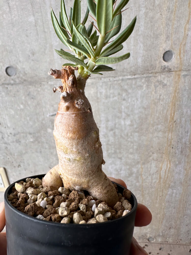 【現品限り】パキポディウム・ビスピノーサム【G53】 Pachypodium bispinosum