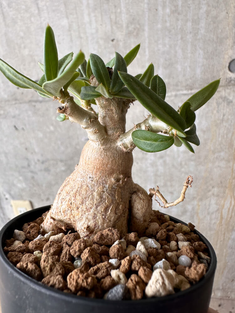 【現品限り】パキポディウム・ビスピノーサム【G54】 Pachypodium bispinosum