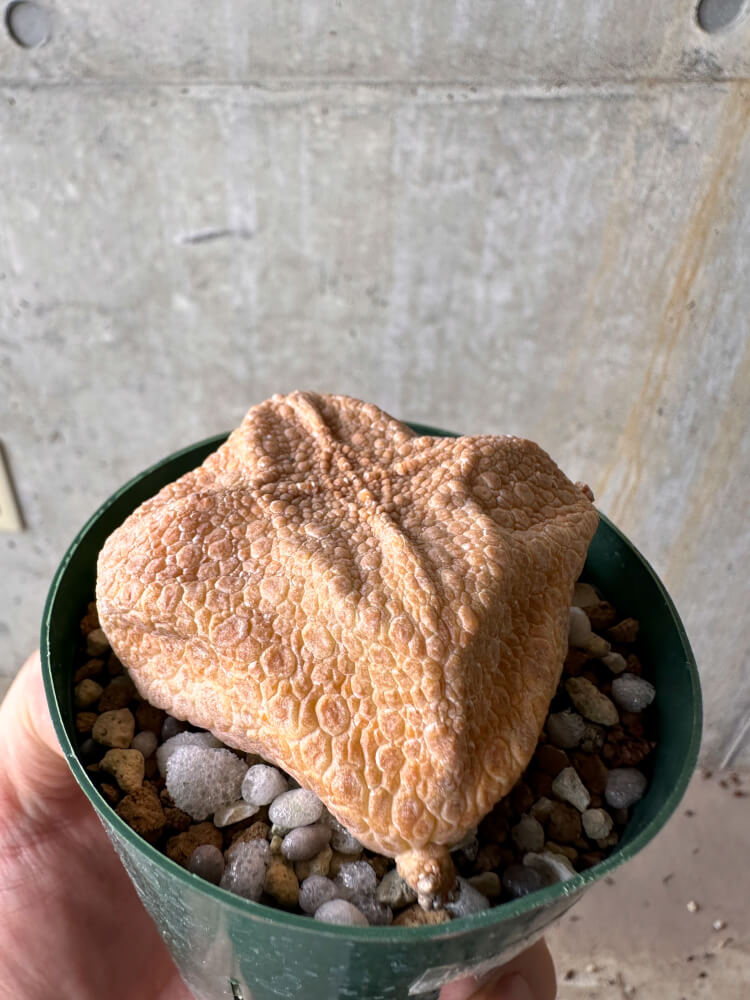 【現品限り】プセウドリトス・クビフォルメ【G62】 Pseudolithos cubiforme