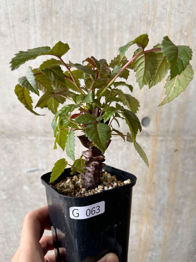 現品限り】ベイセリア・メキシカーナ【G63】 Beiselia mexicana 塊根