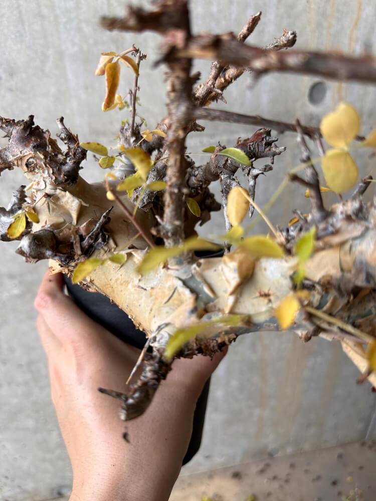 【現品限り】コミフォラ・カタフ ターカネンシス 発根済み 2年以上管理【G66】 Commiphora kataf turkanensis