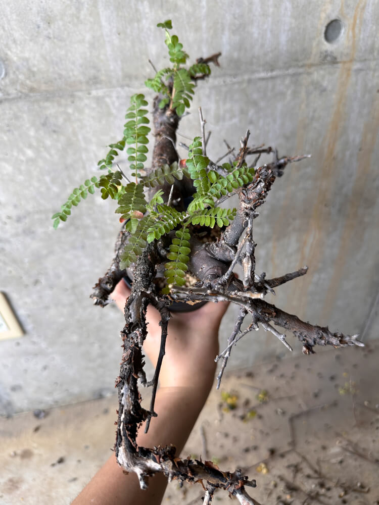 【現品限り】ボスウェリア・ネグレクタ 発根済み 2年以上管理【G68】 Boswellia neglecta