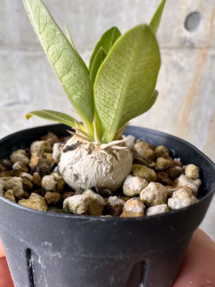 【現品限り】パキポディウム・エニグマチカム【G8】 Pachypodium enigmaticum