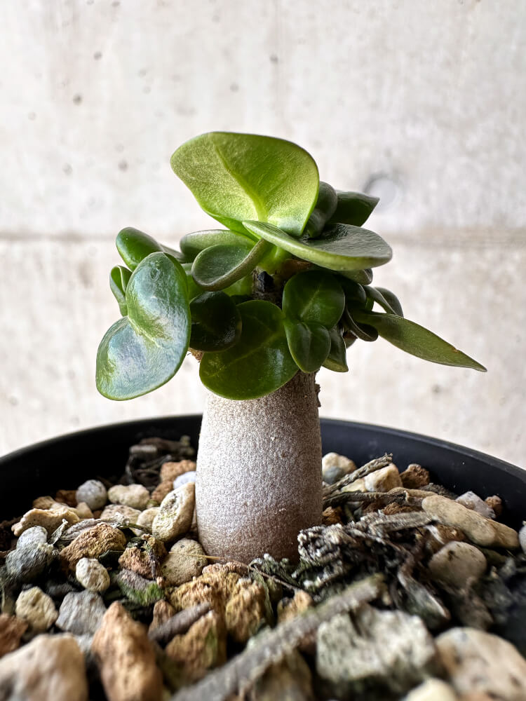 【現品限り】アデニウム・DHA 葉巻【H11】 Adenium DHA