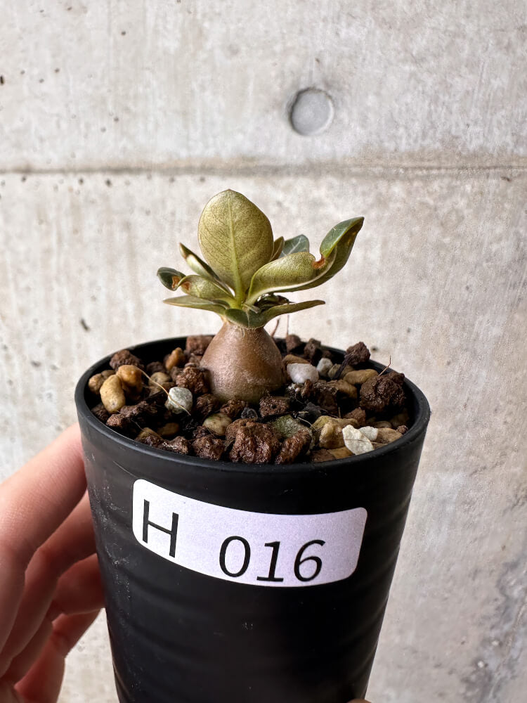 現品限り】アデニウム・ソコトラナム 実生【H16】 Adenium socotranum