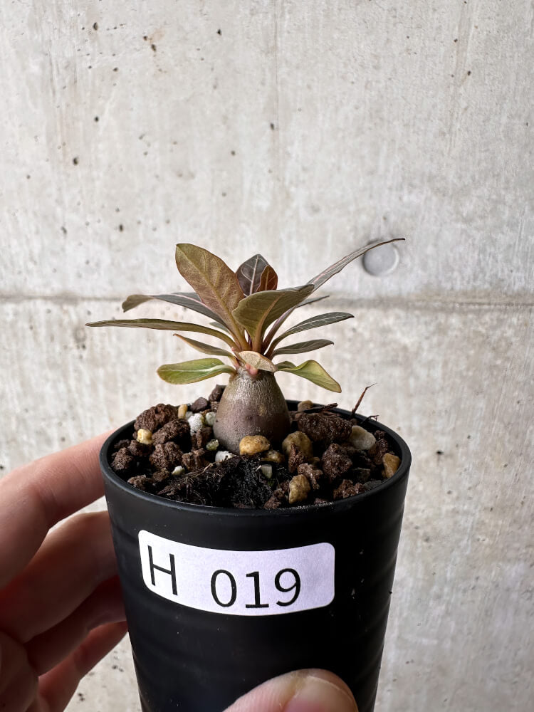 現品限り】アデニウム・ソコトラナム 実生【H19】 Adenium socotranum