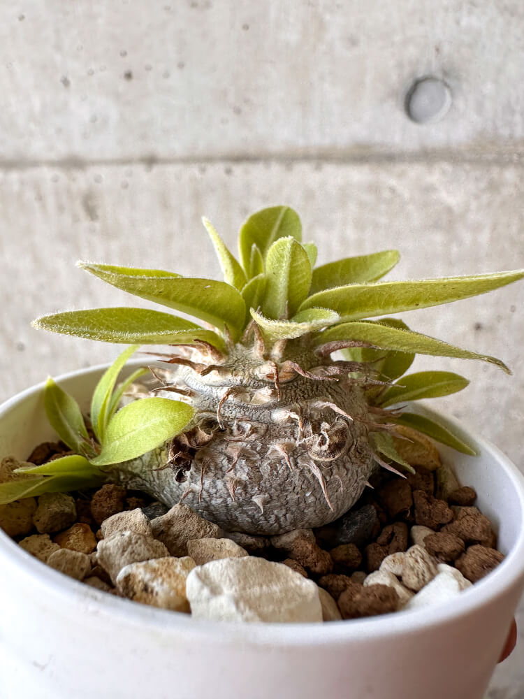 【現品限り】パキポディウム・ブレビカウレ 恵比寿笑い【H21】 Pachypodium brevicaule