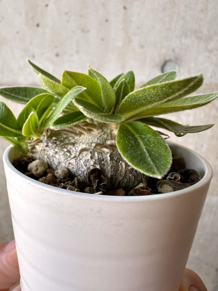 【現品限り】パキポディウム・ブレビカウレ 恵比寿笑い【H25】 Pachypodium brevicaule