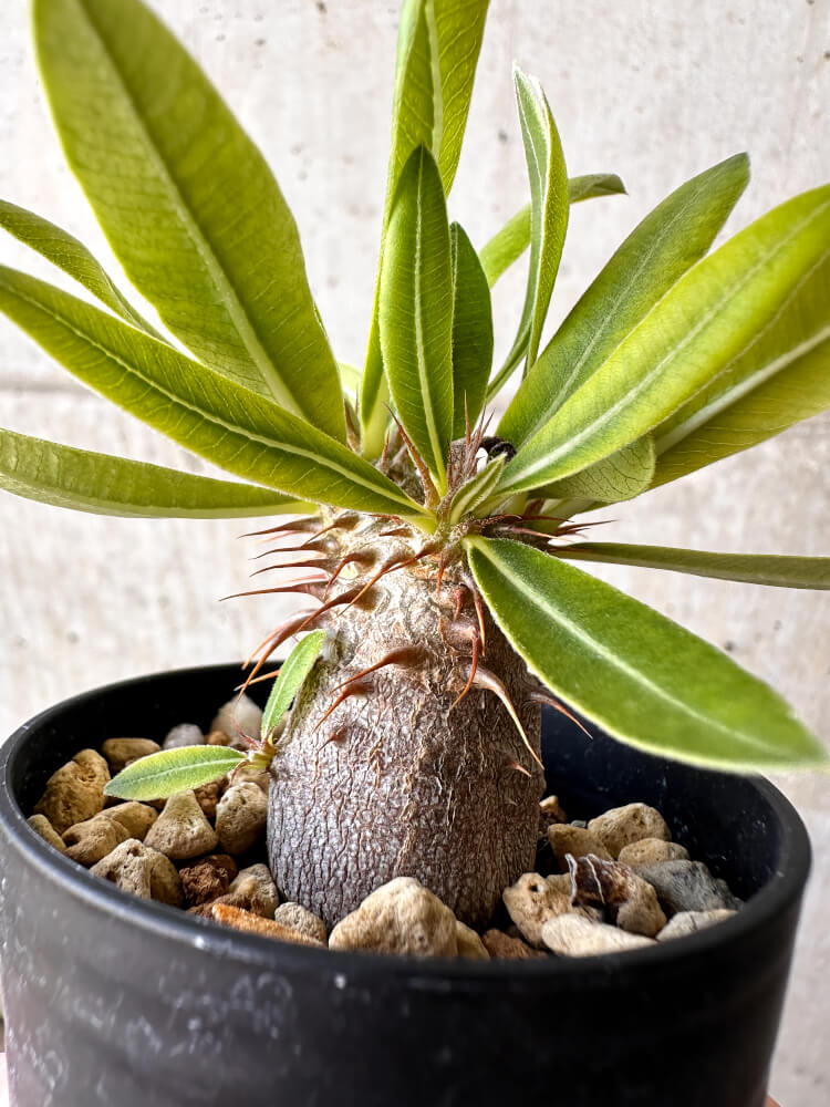 【現品限り】パキポディウム・マカイエンセ【H26】 Pachypodium makayense