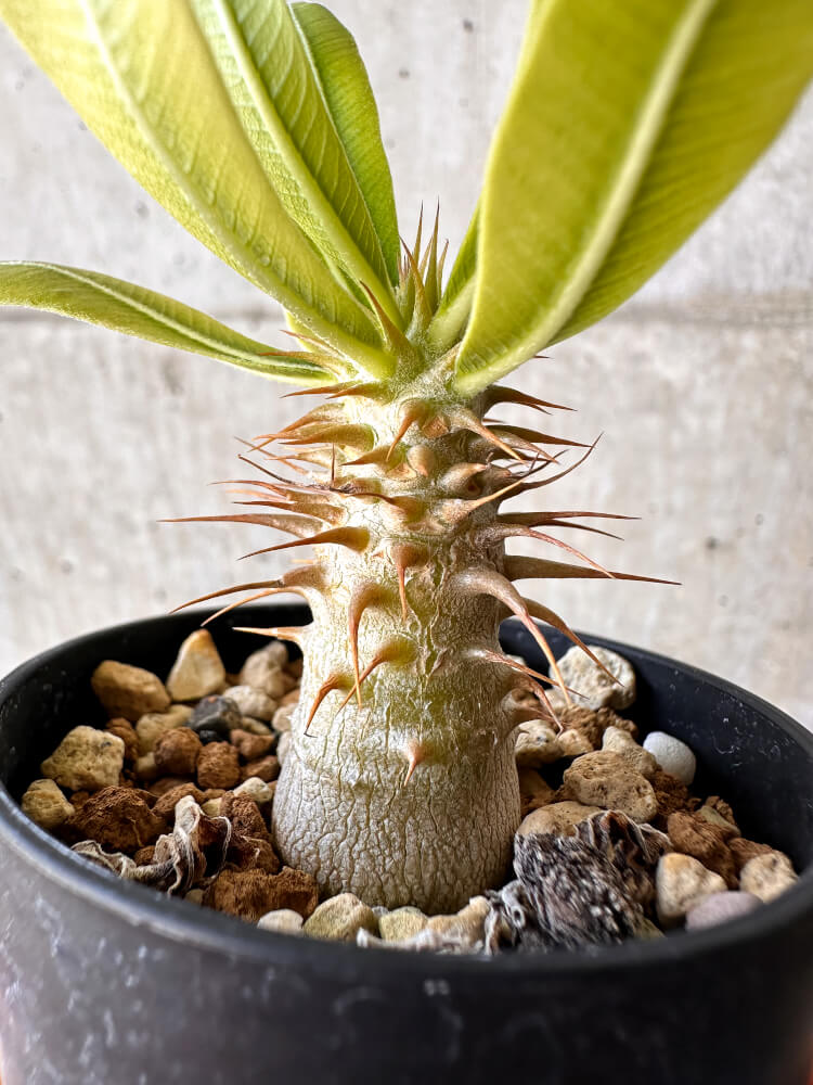【現品限り】パキポディウム・マカイエンセ【H28】 Pachypodium makayense