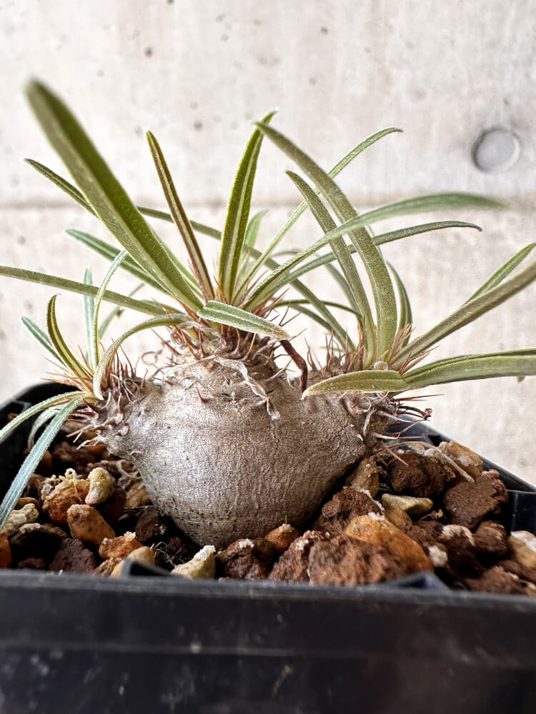 【現品限り】パキポディウム・グラキリス【H31】 Pachypodium gracilius