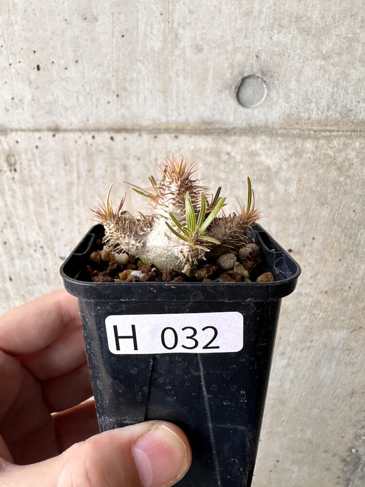 現品限り】パキポディウム・グラキリス【H32】 Pachypodium gracilius