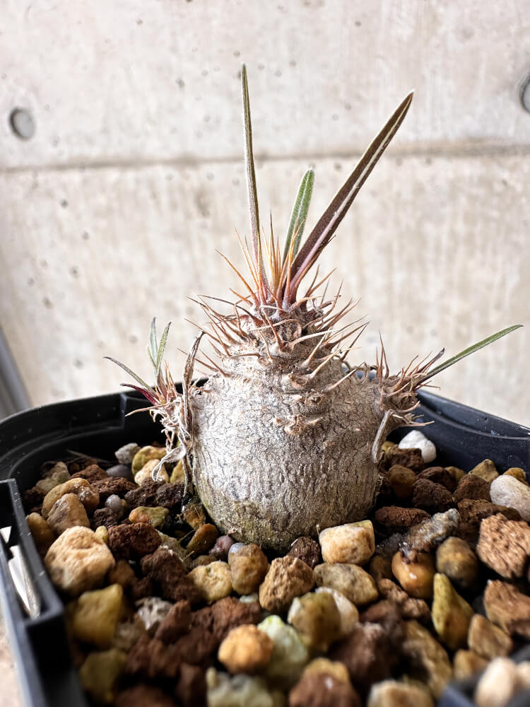【現品限り】パキポディウム・グラキリス【H35】 Pachypodium gracilius