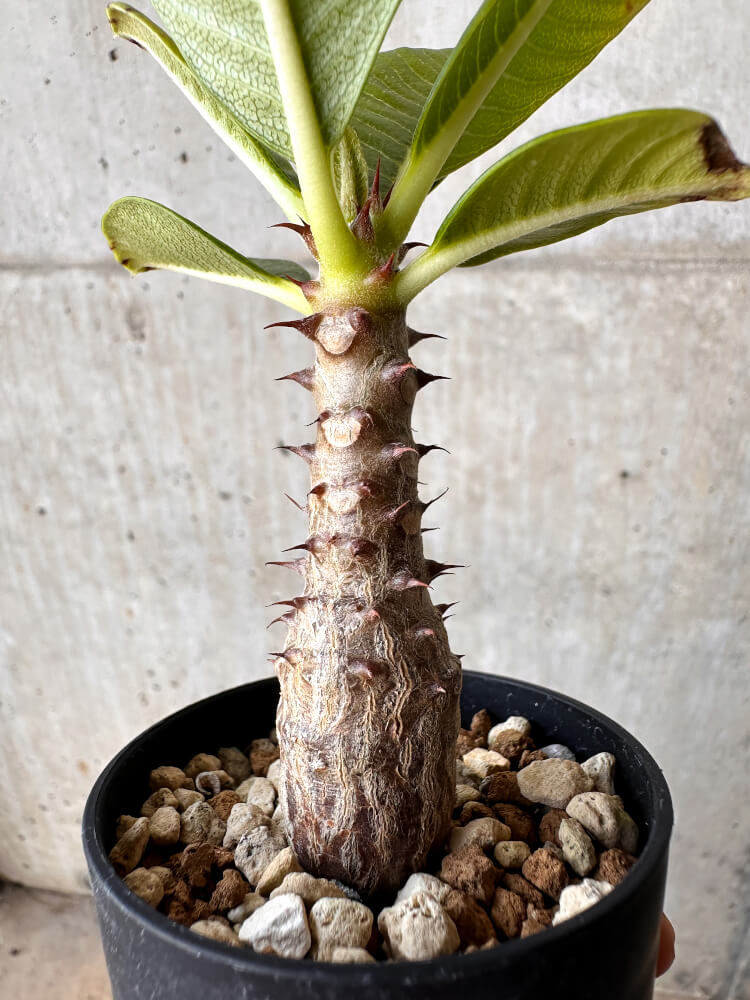 【現品限り】パキポディウム・ウィンゾリー【H37】 Pachypodium windsorii