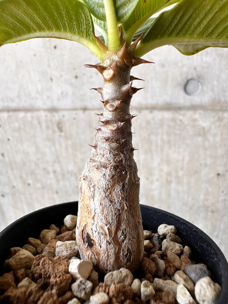【現品限り】パキポディウム・ウィンゾリー【H38】 Pachypodium windsorii