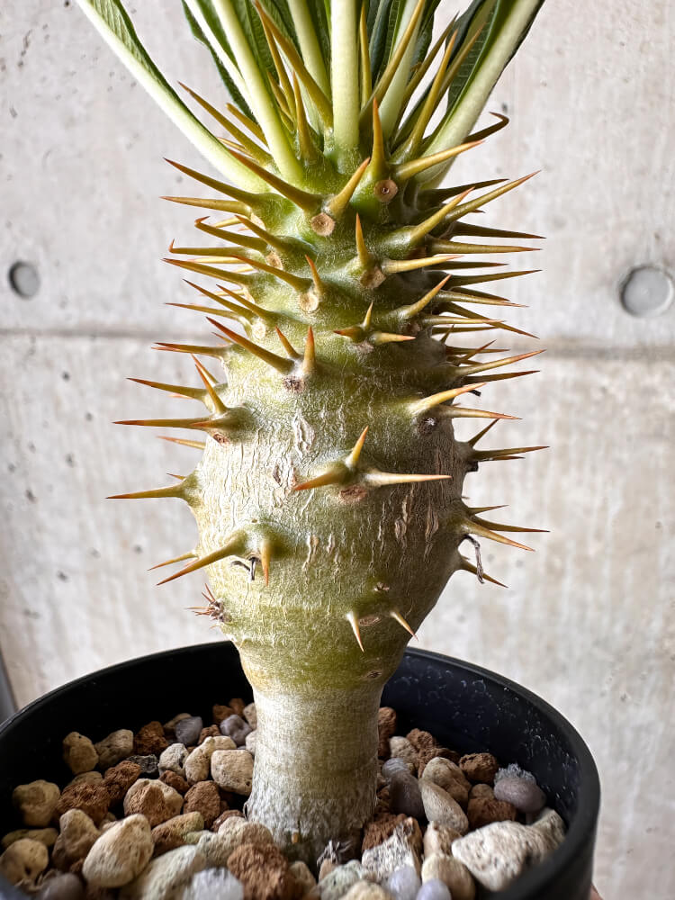 【現品限り】パキポディウム・アンボンゲンセ【H39】 Pachypodium ambongense