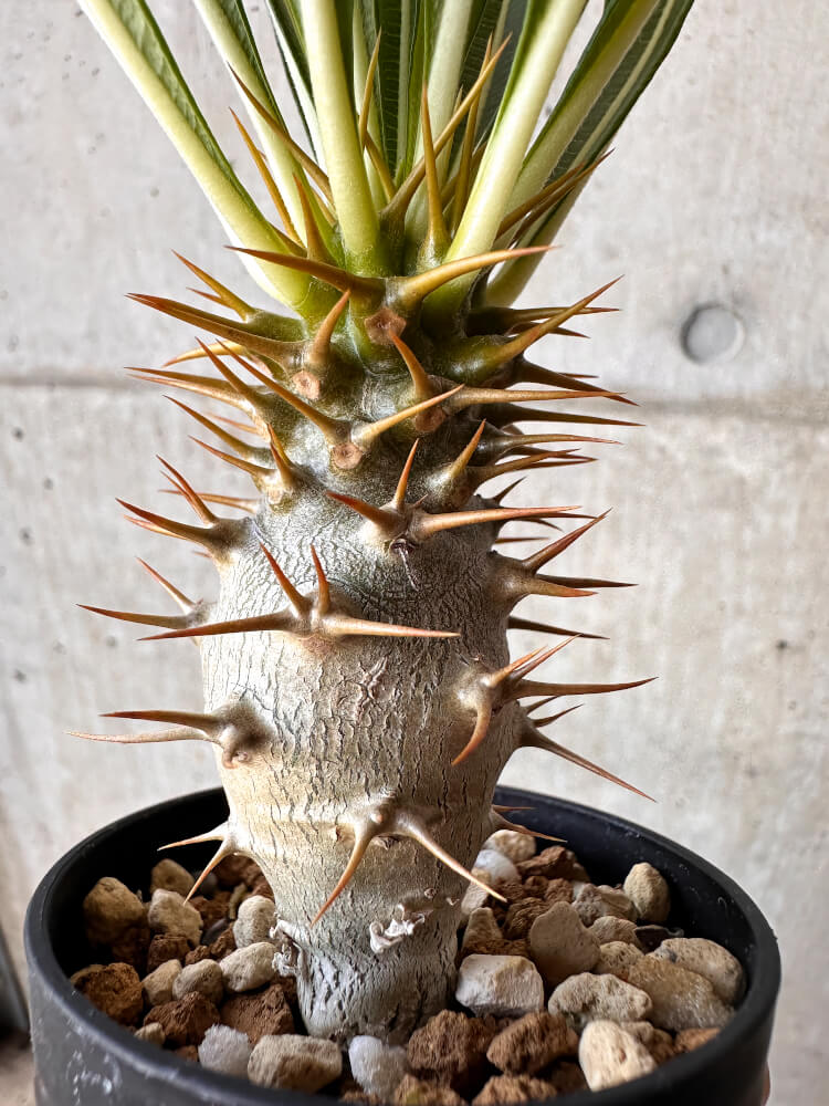 【現品限り】パキポディウム・アンボンゲンセ【H40】 Pachypodium ambongense