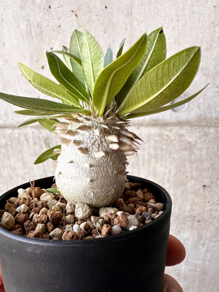 【現品限り】パキポディウム・恵比寿大黒 デンシカウレ【H43】 Pachypodium Densicaule