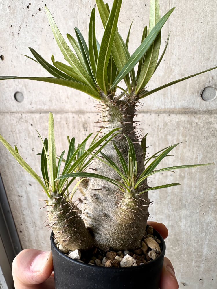 【現品限り】パキポディウム・グラキリス【H47】 Pachypodium gracilius