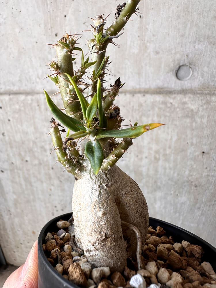 【現品限り】パキポディウム・ビスピノーサム【H49】 Pachypodium bispinosum