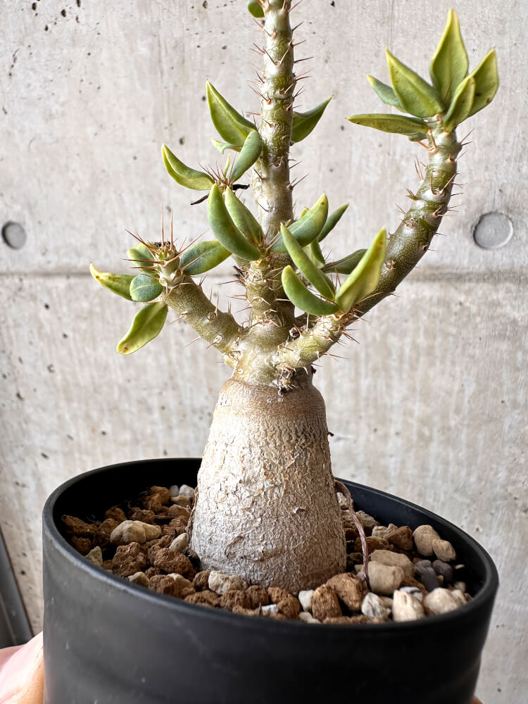 【現品限り】パキポディウム・ビスピノーサム【H50】 Pachypodium bispinosum