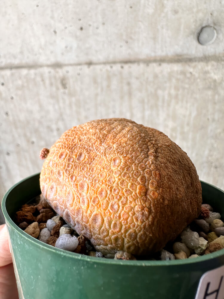 【現品限り】プセウドリトス・クビフォルメ【H51】 Pseudolithos cubiforme