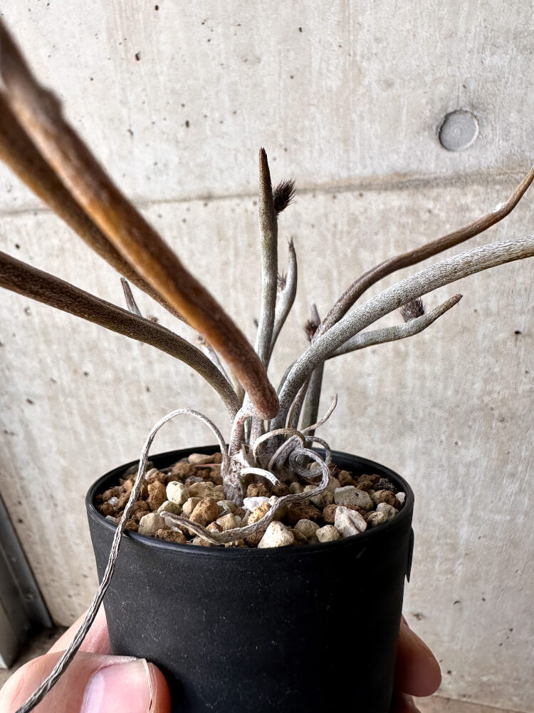 【現品限り】アストロフィツム・カプトメデューサ【H53】 Astrophytum caput-medusae