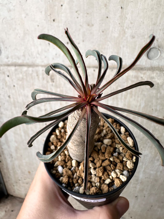 【現品限り】ユーフォルビア・シレニフォリア【H55】 Euphorbia silenifolia