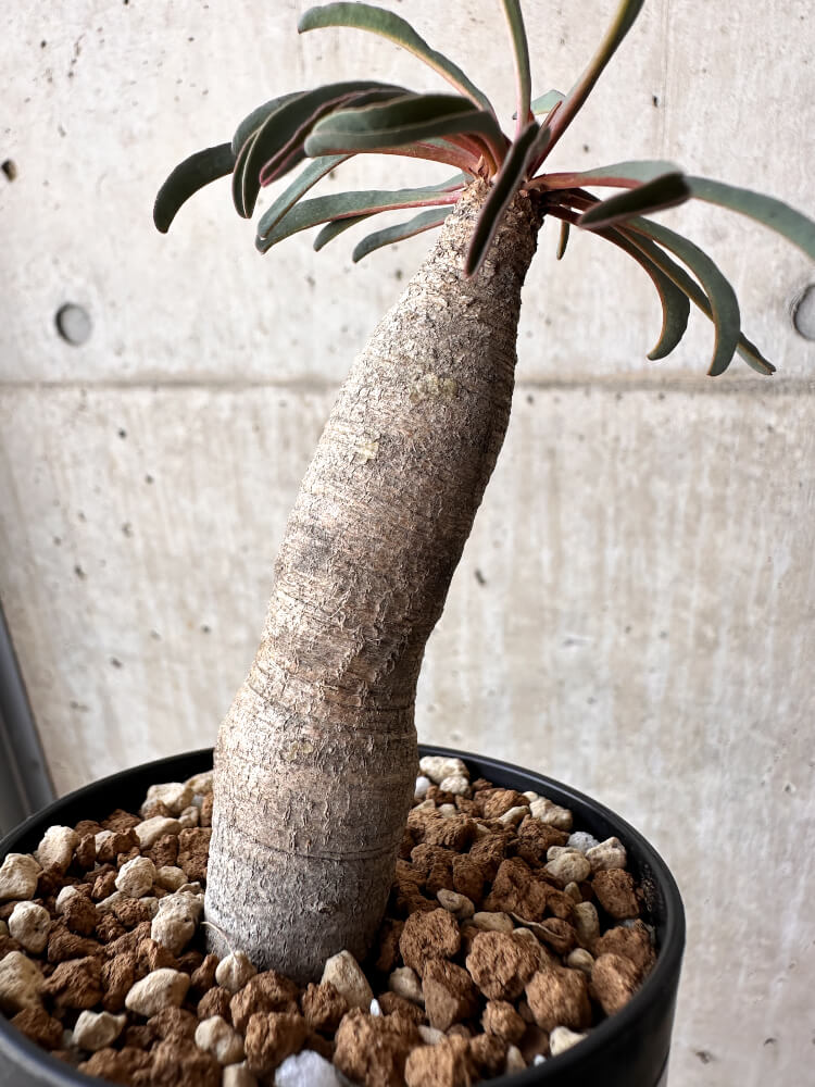 【現品限り】ユーフォルビア・シレニフォリア【H55】 Euphorbia silenifolia