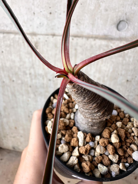 【現品限り】ユーフォルビア・シレニフォリア【H56】 Euphorbia silenifolia