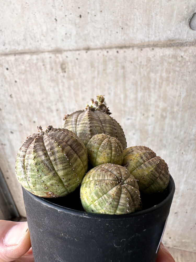 【現品限り】ユーフォルビア・オベサ 多頭【H60】 Euphorbia obesa