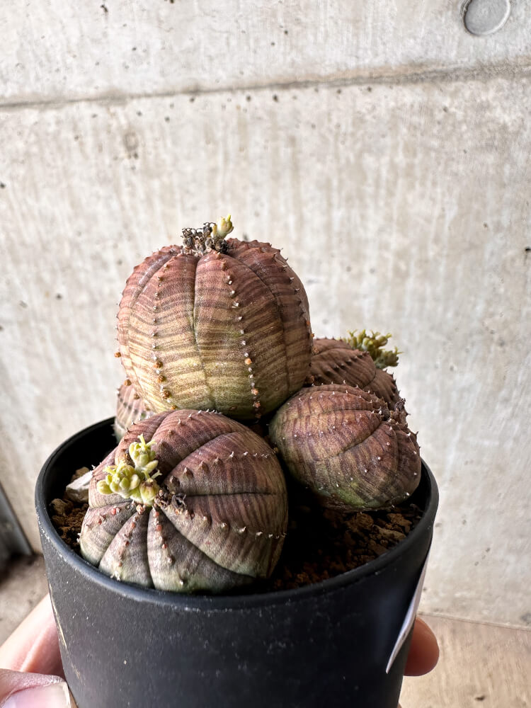 【現品限り】ユーフォルビア・オベサ 多頭【H61】 Euphorbia obesa