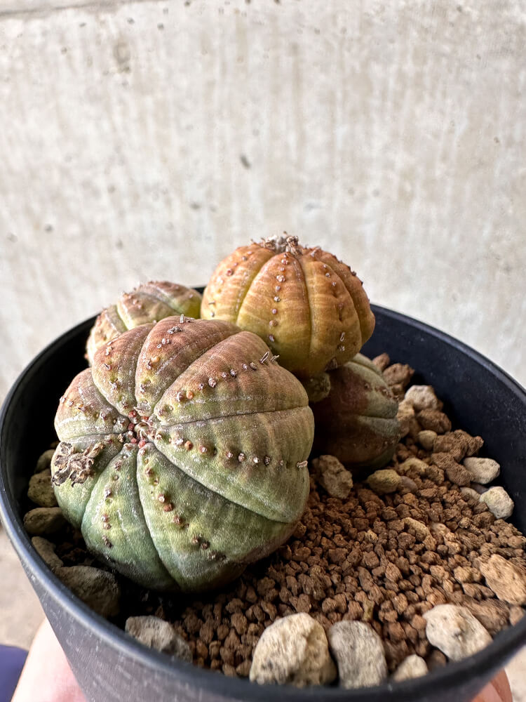 【現品限り】ユーフォルビア・オベサ 多頭【H62】 Euphorbia obesa