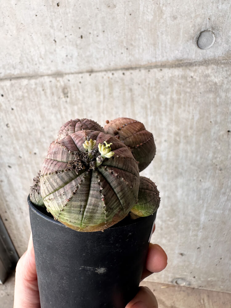 【現品限り】ユーフォルビア・オベサ 多頭【H63】 Euphorbia obesa