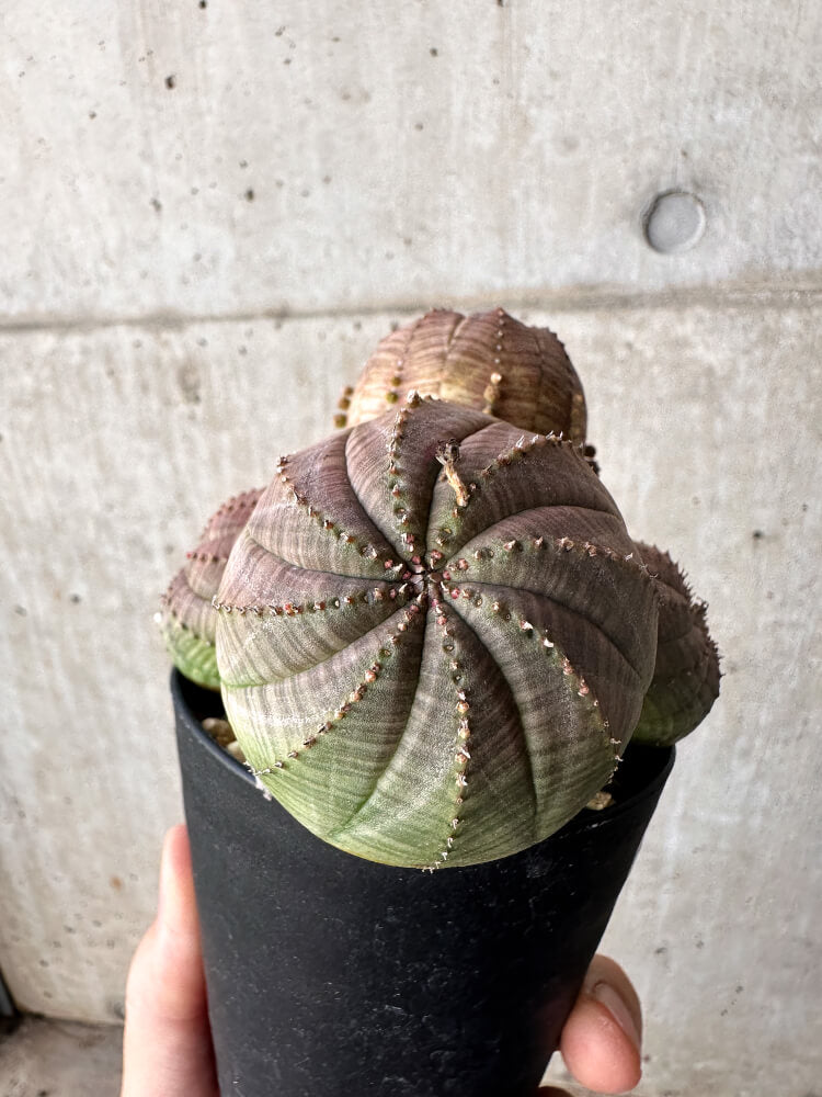 【現品限り】ユーフォルビア・オベサ 多頭【H64】 Euphorbia obesa