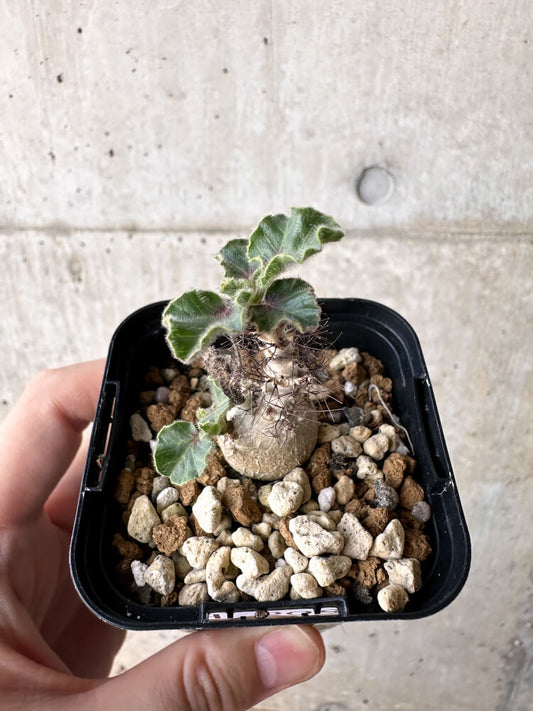 【現品限り】ヤトロファ・マルギナータ【H8】 Jatropha marginata