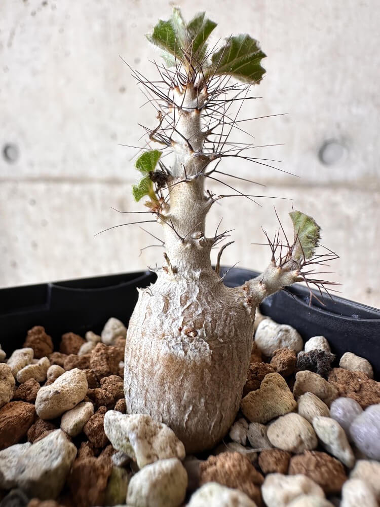 【現品限り】ヤトロファ・マルギナータ【H9】 Jatropha marginata