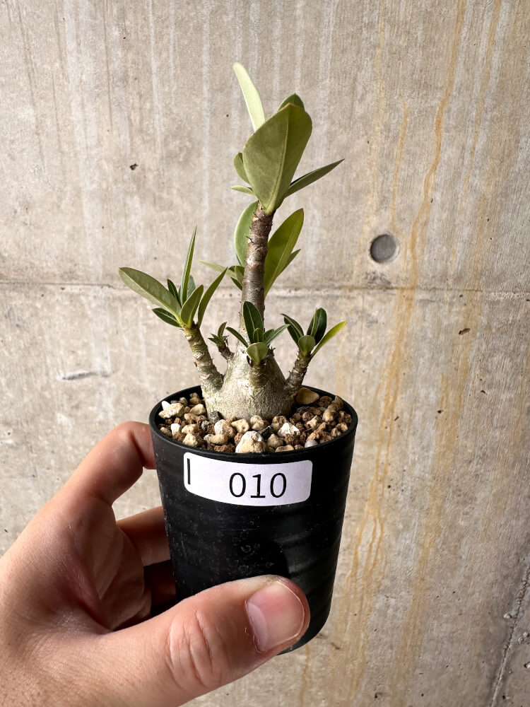 現品限り】アデニウム・アラビカム【I10】 Adenium arabicum 塊根植物