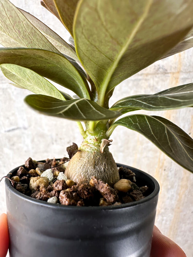 【現品限り】アデニウム・ソコトラナム 実生【I11】 Adenium socotranum