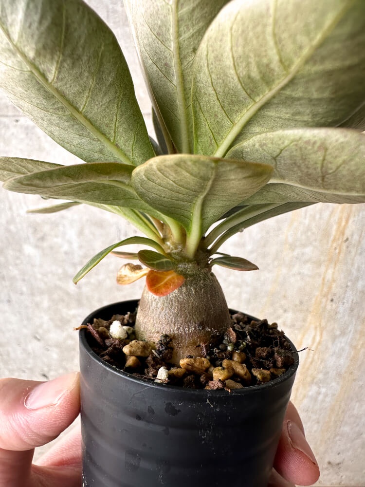 【現品限り】アデニウム・ソコトラナム 実生【I12】 Adenium socotranum