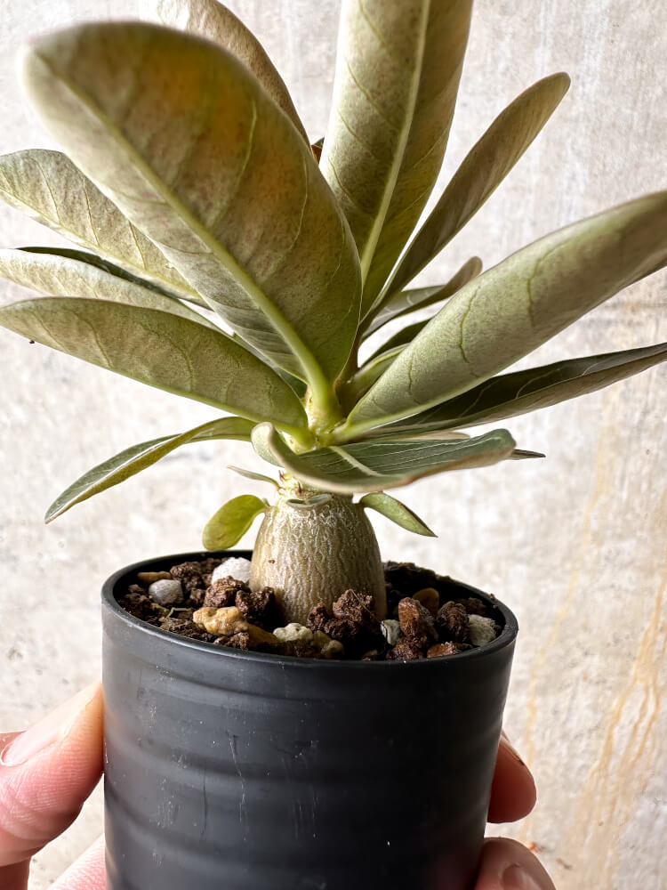 【現品限り】アデニウム・ソコトラナム 実生【I13】 Adenium socotranum