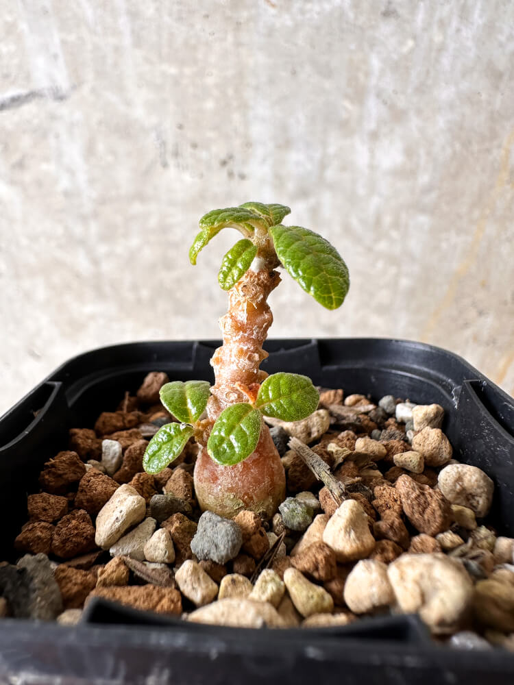 【現品限り】ドルステニア・ギガス 実生【I17】 Dorstenia gigas