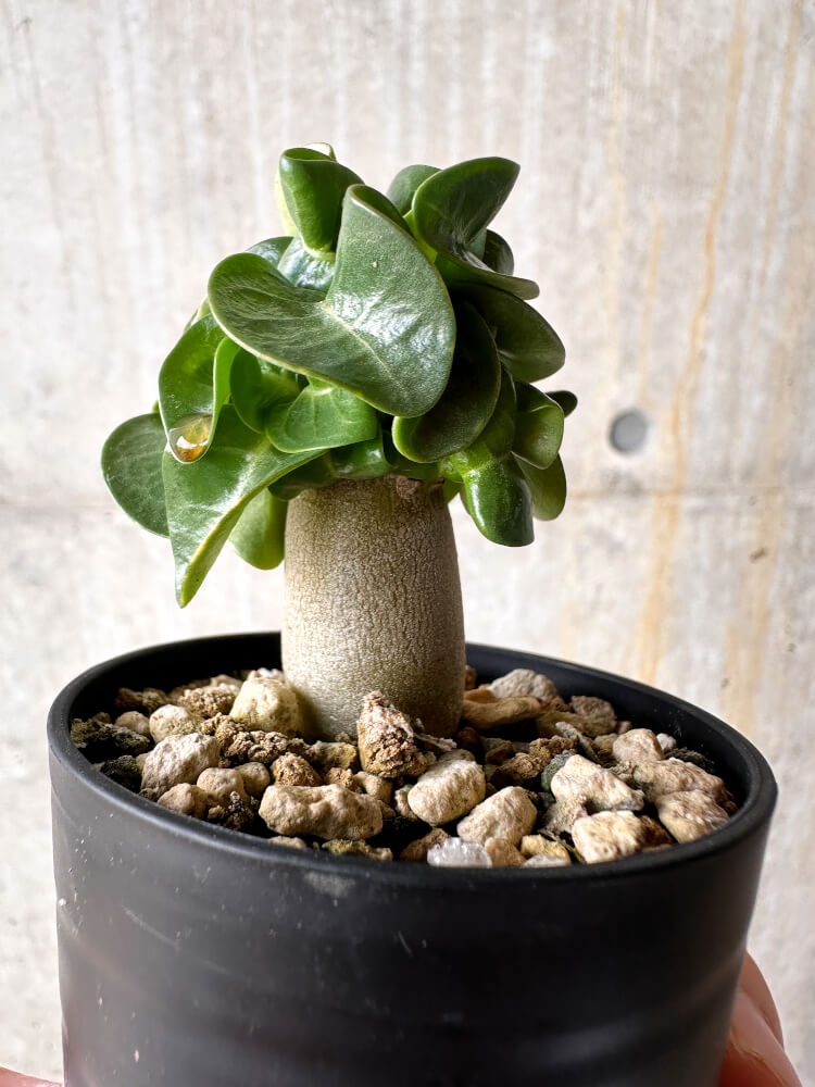 【現品限り】アデニウム・DHA 葉巻【I1】 Adenium DHA