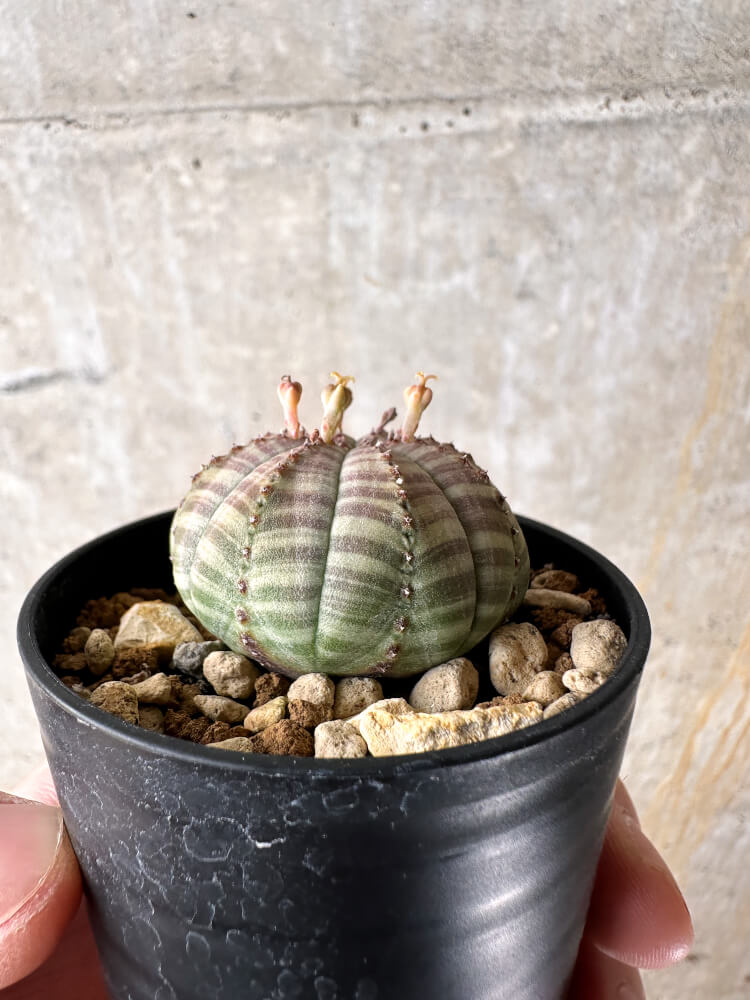【現品限り】ユーフォルビア・オベサ【I31】 Euphorbia obesa
