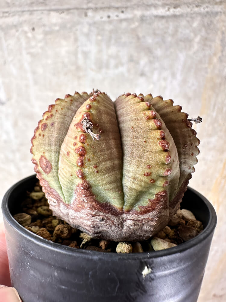 【現品限り】ユーフォルビア・オベサ【I34】 Euphorbia obesa
