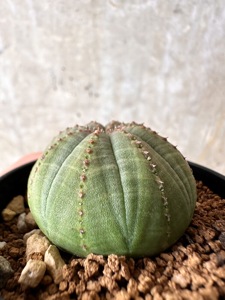 【現品限り】ユーフォルビア・オベサ【I35】 Euphorbia obesa