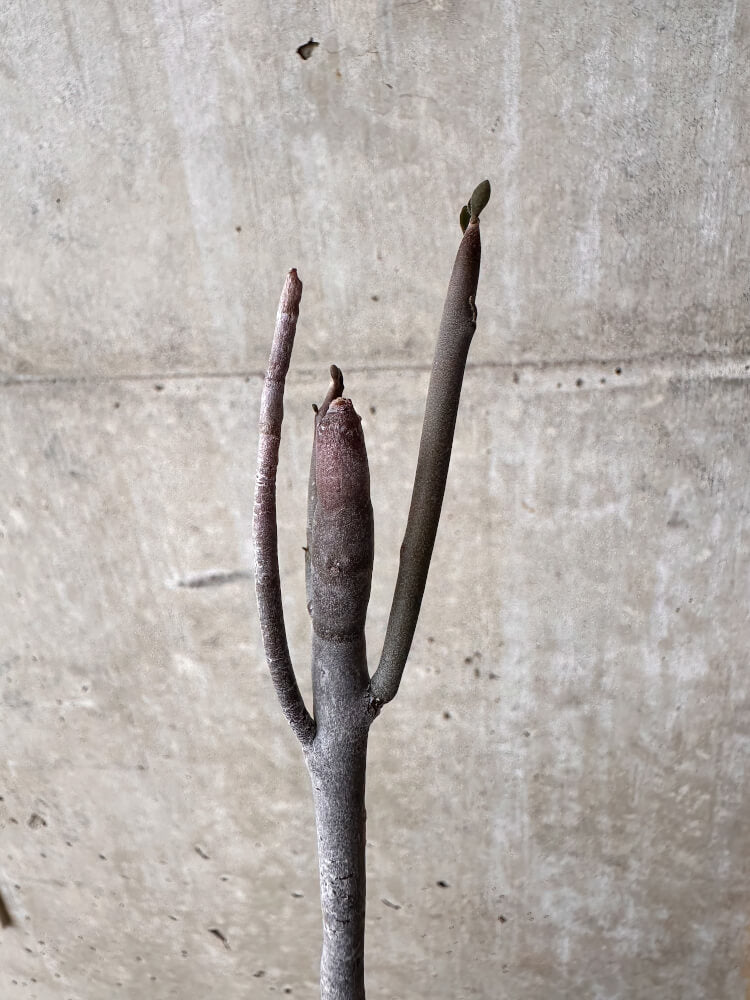 【現品限り】ユーフォルビア・アルブスクラ【I36】 Euphorbia arbuscula