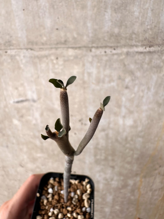 【現品限り】ユーフォルビア・アルブスクラ【I37】 Euphorbia arbuscula