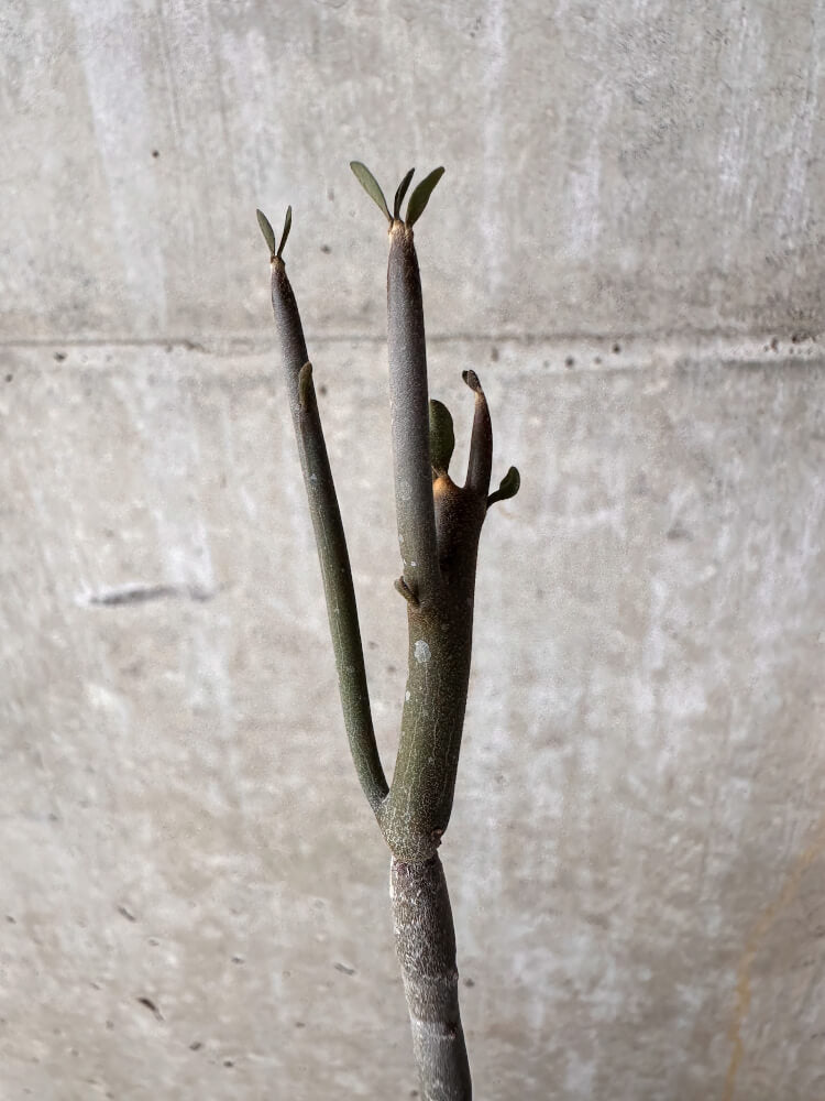 【現品限り】ユーフォルビア・アルブスクラ【I37】 Euphorbia arbuscula